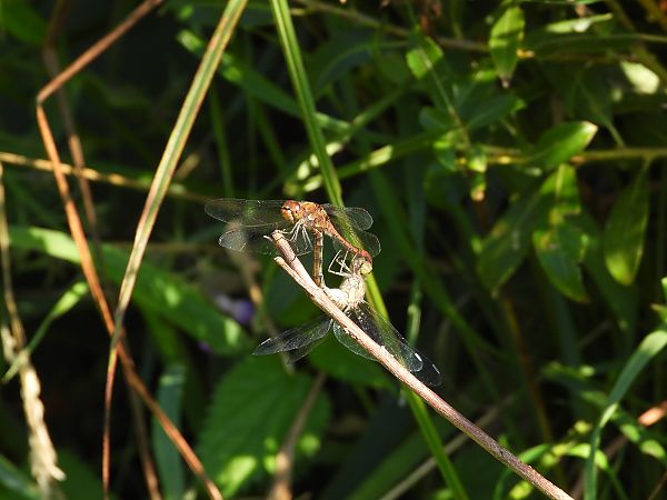 szablak późny  - Paweł Ratajczak