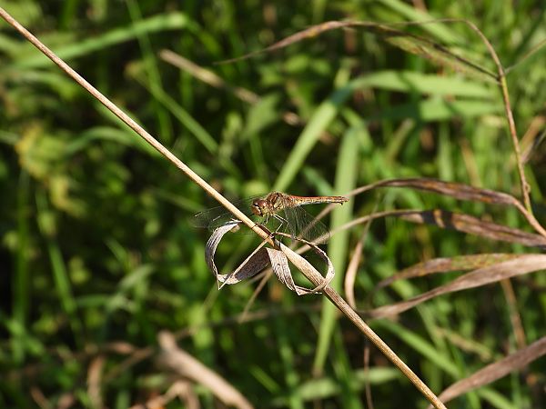 Gemeine Heidelibelle  - Paweł Ratajczak
