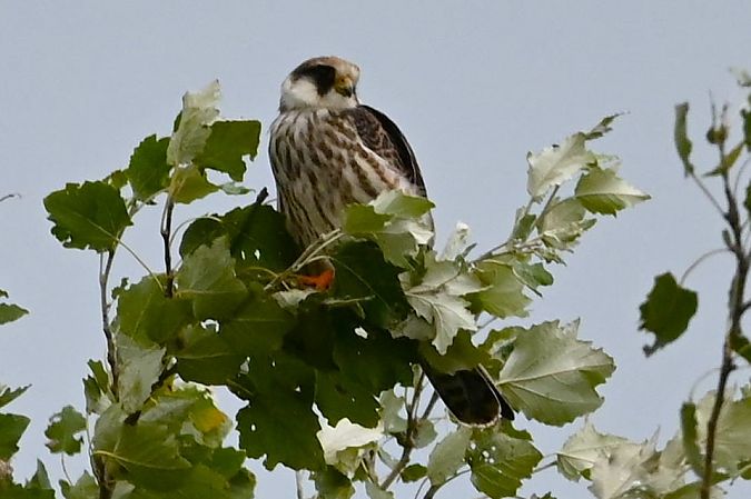 Red-footed Falcon  - Mariusz Godlewski