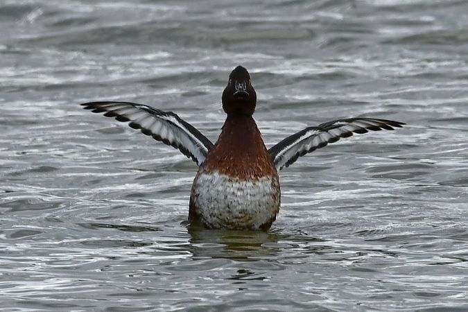 Ferruginous Duck  - Mariusz Godlewski
