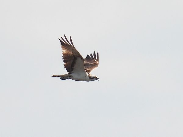 Fischadler  - Kacper Mikulski