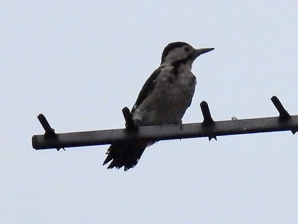 Syrian Woodpecker  - Kacper Mikulski
