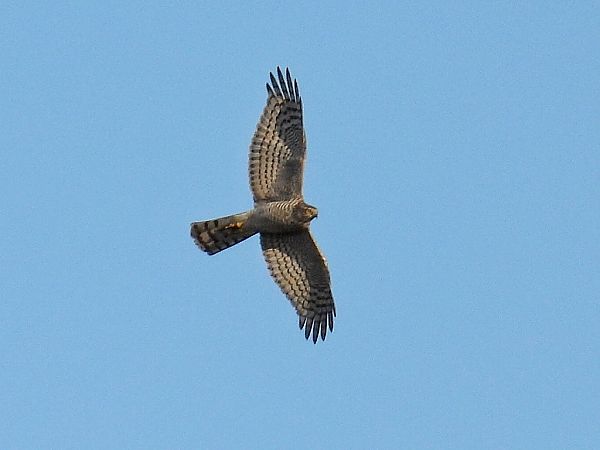 Eurasian Sparrowhawk  - Kacper Mikulski