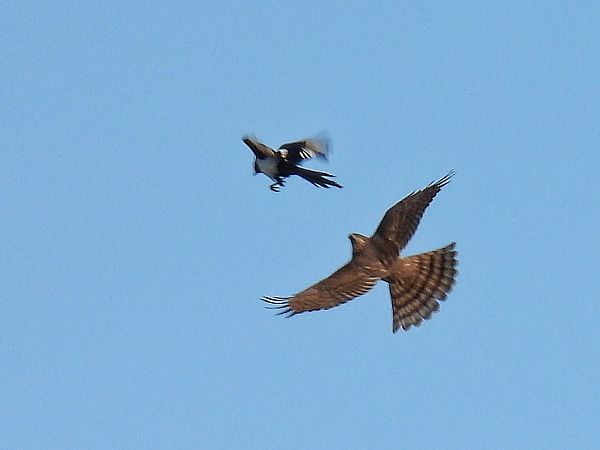 krogulec  - Kacper Mikulski