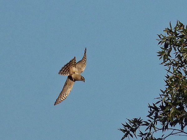 krogulec  - Kacper Mikulski