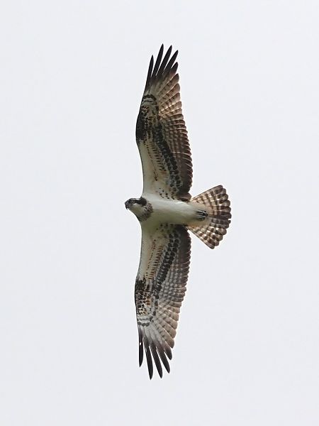 Osprey  - Mateusz Gutowski