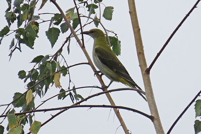 Pirol  - Zenon Niziołek