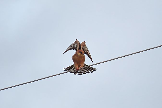 Red-footed Falcon  - Zenon Niziołek