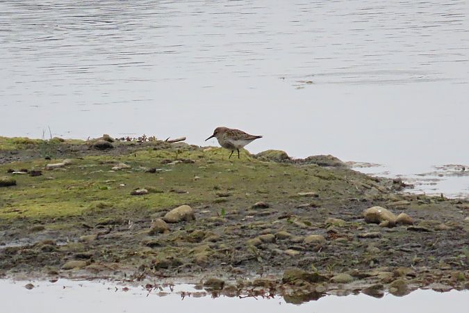 Alpenstrandläufer  - Zenon Niziołek