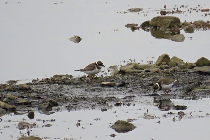 Sandregenpfeifer  - Zenon Niziołek