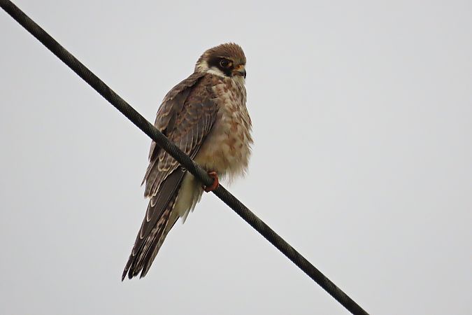 Rotfussfalke  - Zenon Niziołek