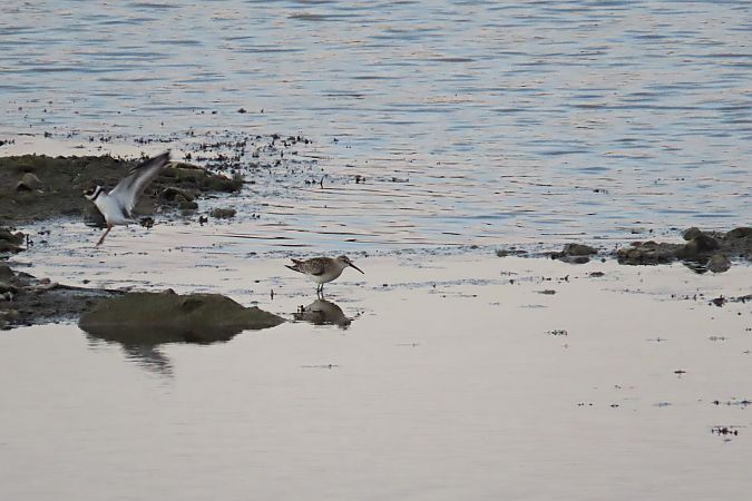 biegus krzywodzioby  - Zenon Niziołek