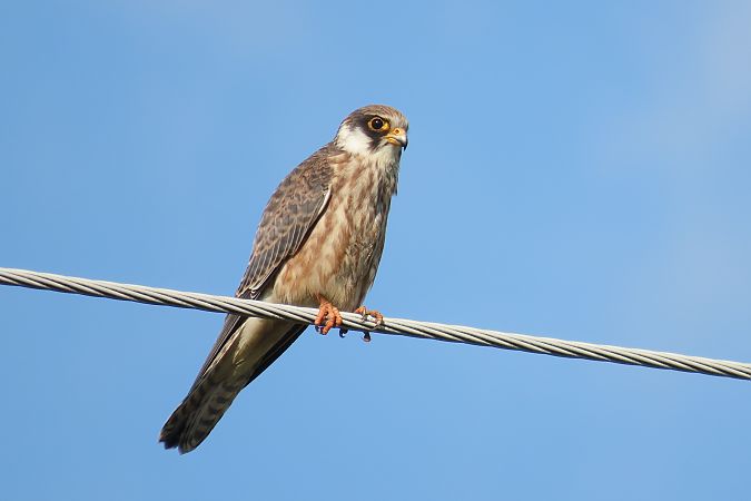 kobczyk  - Zenon Niziołek