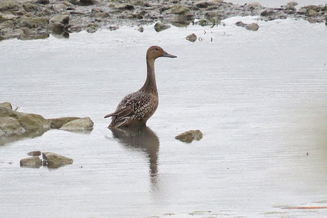 Northern Pintail  - Zenon Niziołek