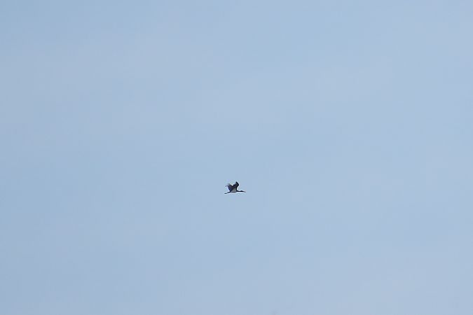 Schwarzstorch  - Zenon Niziołek