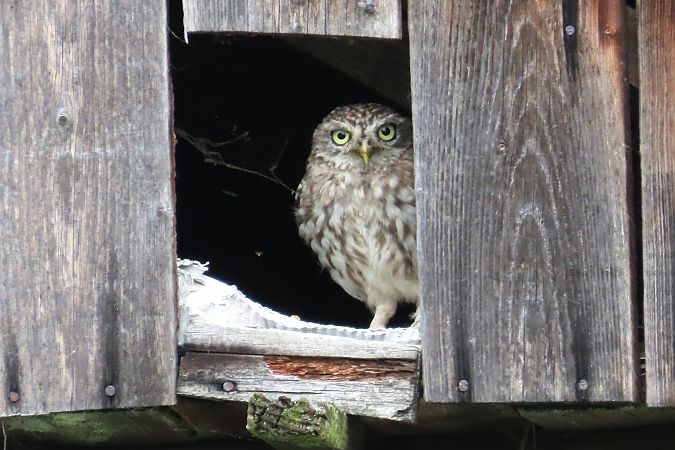 Little Owl  - Zenon Niziołek