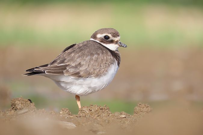 sieweczka obrożna  - Zenon Niziołek
