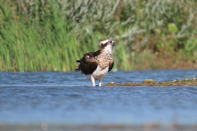 Osprey  - Zenon Niziołek