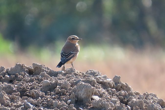Northern Wheatear  - Zenon Niziołek