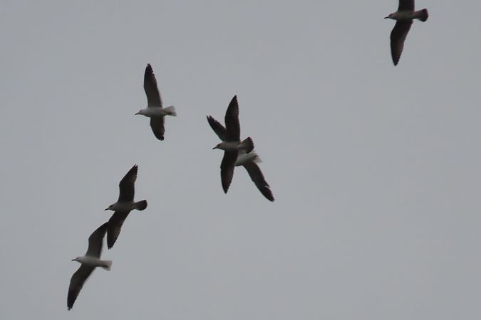 Heringsmöwe  - Zenon Niziołek