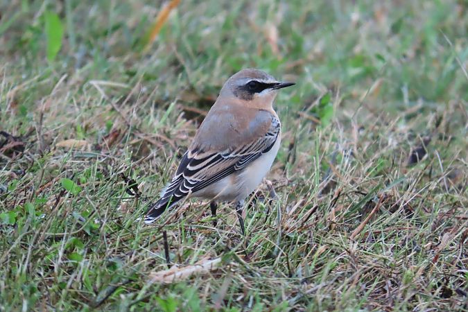Steinschmätzer  - Zenon Niziołek