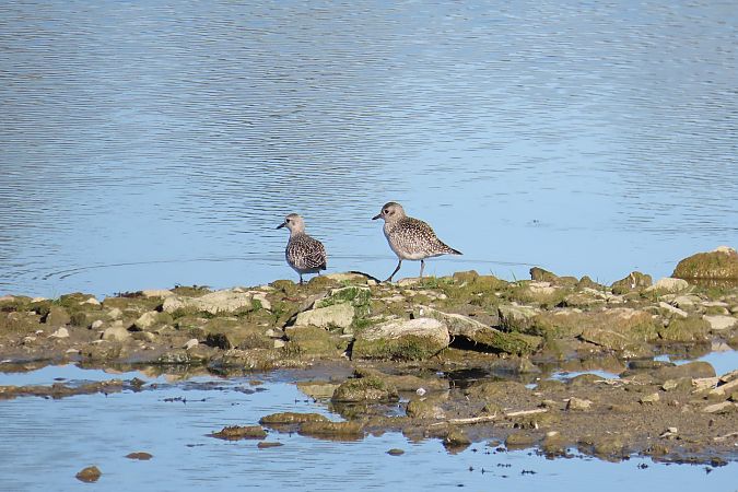 Kiebitzregenpfeifer  - Zenon Niziołek