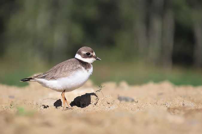 Common Ringed Plover  - Zenon Niziołek