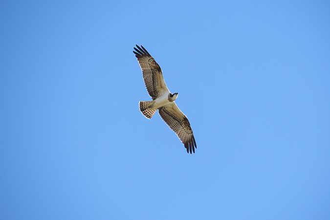 rybołów  - Zenon Niziołek