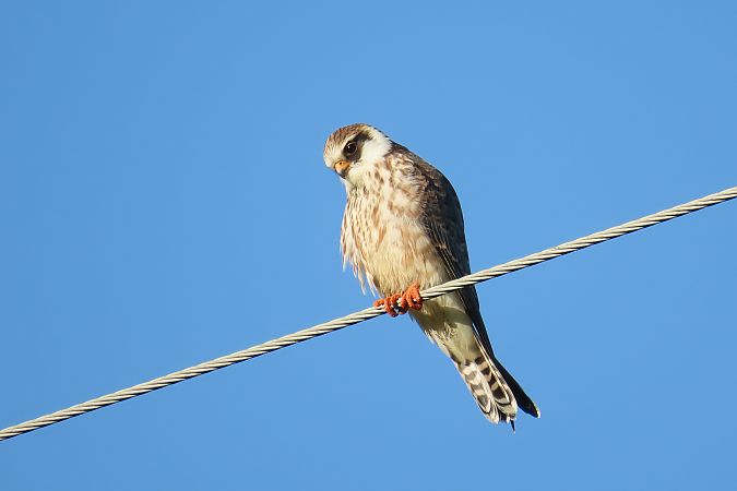 Red-footed Falcon  - Zenon Niziołek