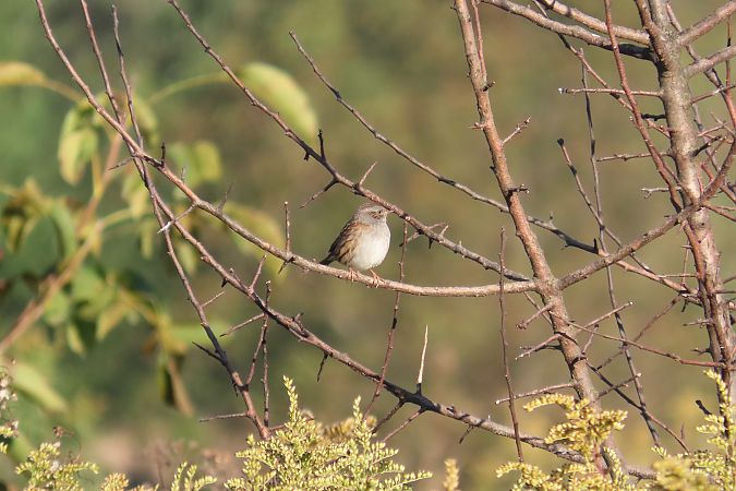 Heckenbraunelle  - Zenon Niziołek