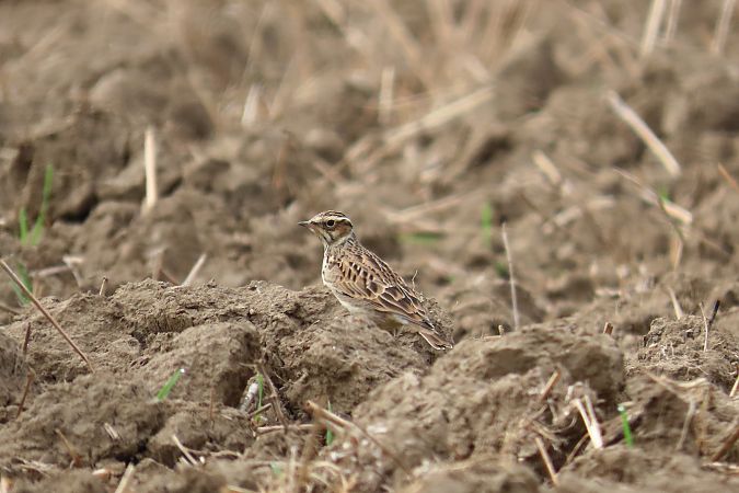 Woodlark  - Zenon Niziołek