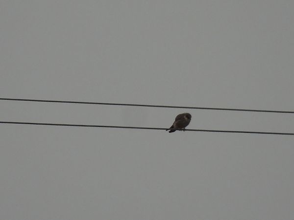 Red-footed Falcon  - Marek Bebłot