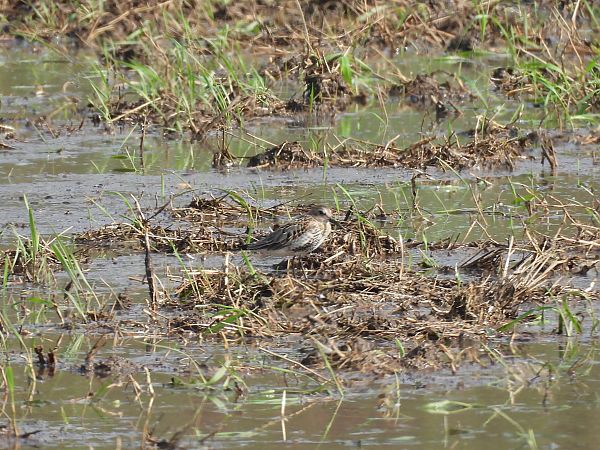 Dunlin  - Marek Bebłot