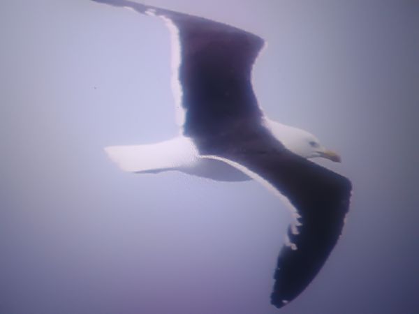 Baltic Gull  - Piotr Janowicz