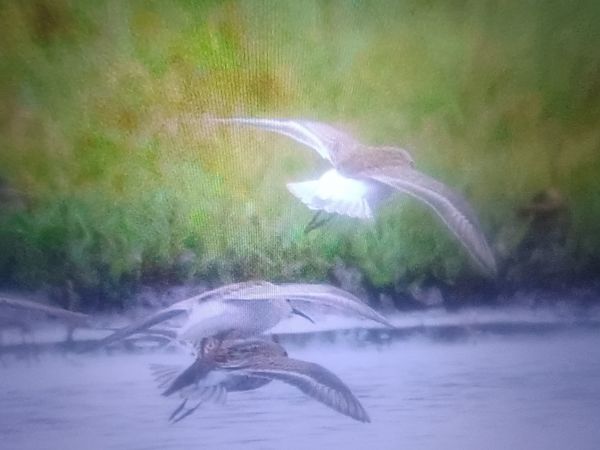 Curlew Sandpiper  - Piotr Janowicz