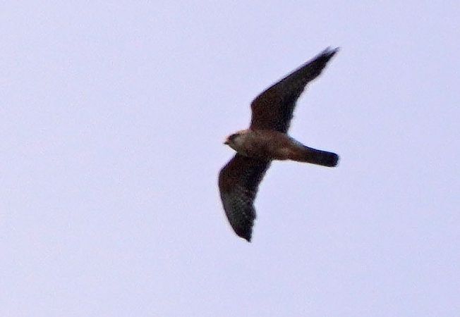Red-footed Falcon 