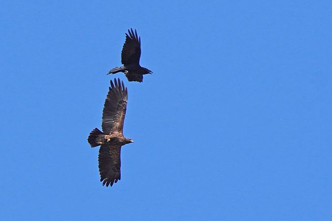 Lesser Spotted Eagle 
