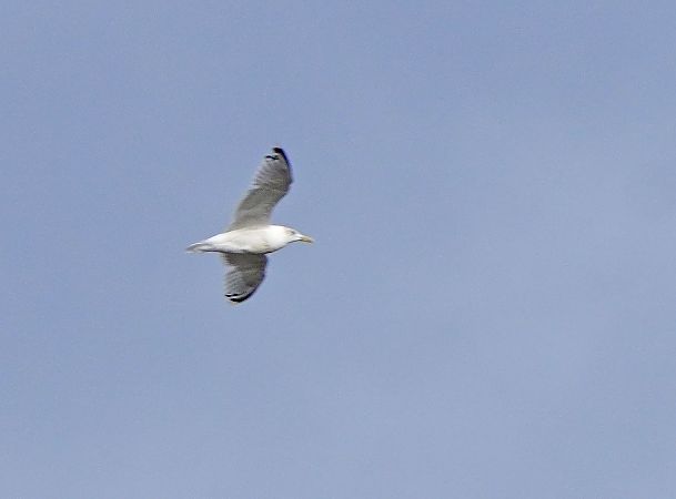 European Herring Gull 