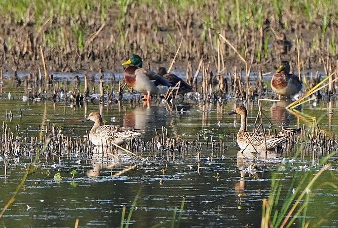 Northern Pintail 