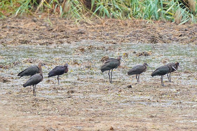 Glossy Ibis 