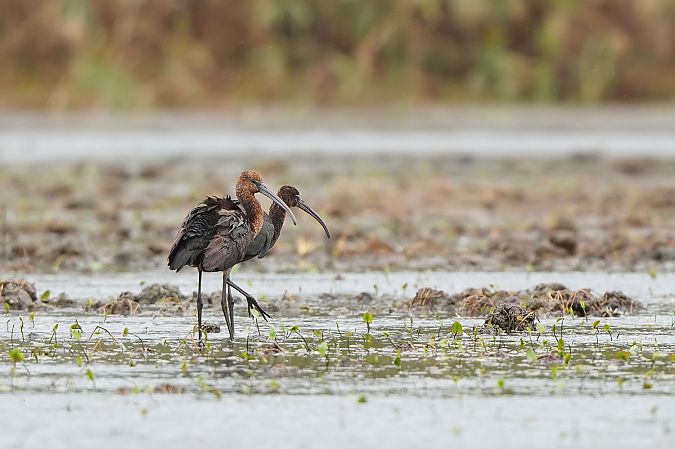 Ibis falcinelle 