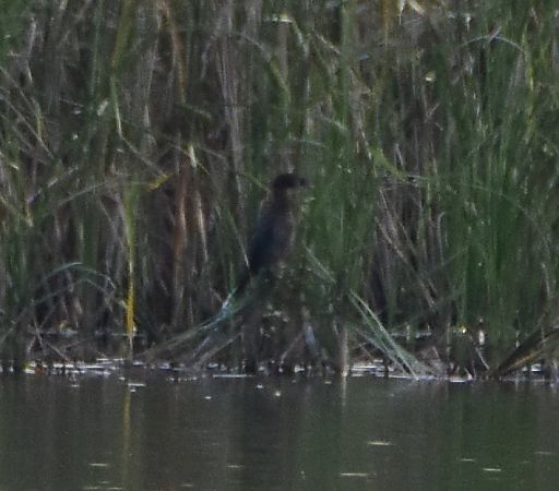 kormoran mały  - Michał Włodarczyk