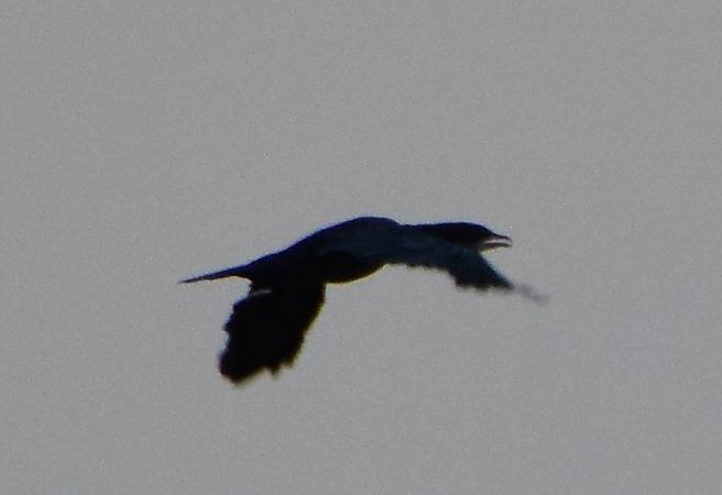 kormoran mały  - Michał Włodarczyk