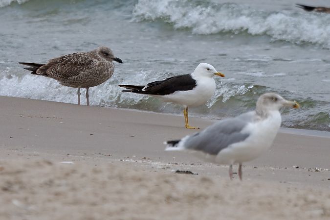 mewa żółtonoga (ssp. fuscus)  - Adam Raciborski