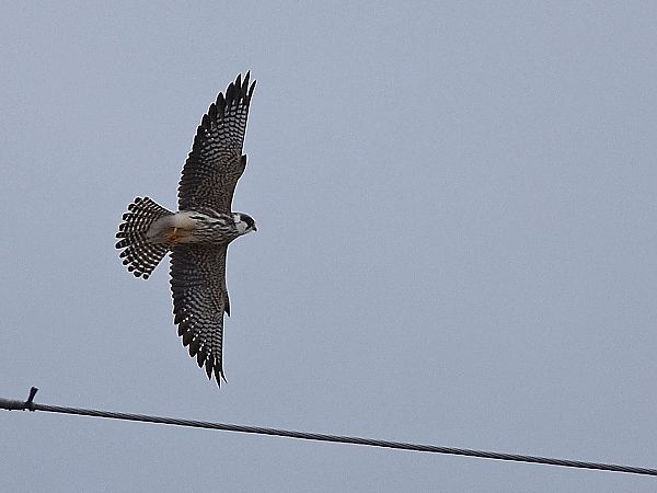 Red-footed Falcon  - Mirosław Kata
