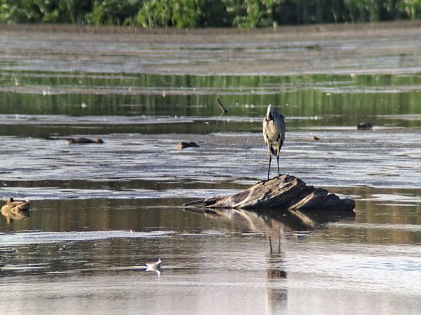 Red-necked Phalarope  - Wojciech Siuda