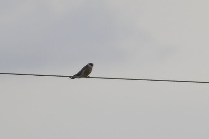 Red-footed Falcon  - Wojciech Siuda
