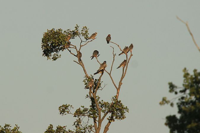 Red-footed Falcon  - Waldemar Warciarek