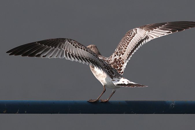 Mouette mélanocéphale  - Dorota Bezwińska-Sikora