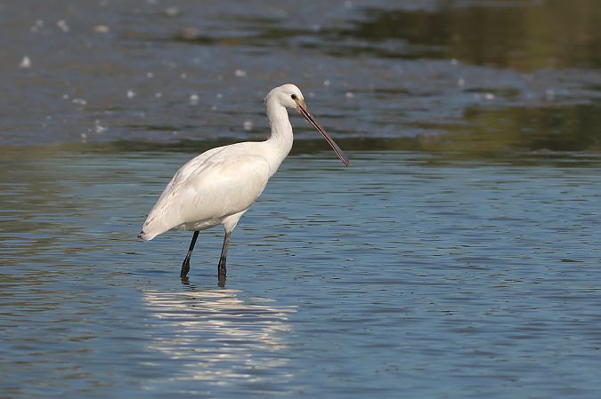 warzęcha  - Dorota Bezwińska-Sikora
